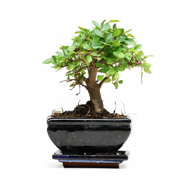 Bonsai árvore no fundo branco — Fotografia de Stock