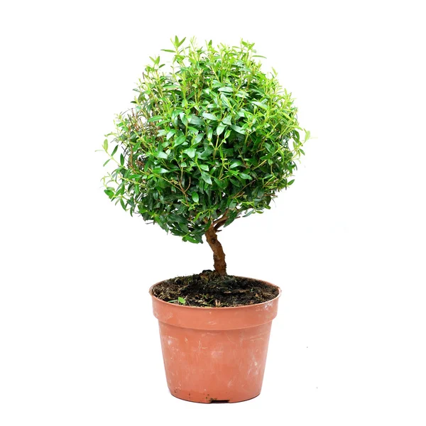 Bonsai árvore no fundo branco — Fotografia de Stock