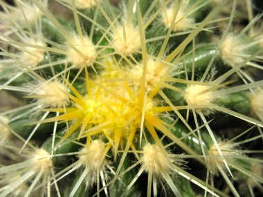 kaktüs sarı burr ile