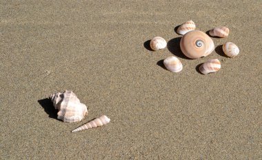 Kumsalda deniz kabukları