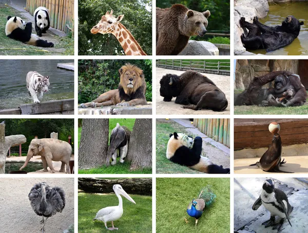 Dieren collage Rechtenvrije Stockafbeeldingen