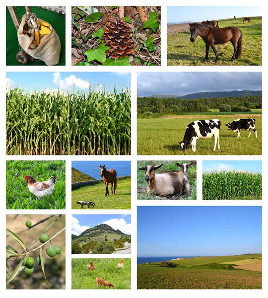 Collage ländlicher Landschaften — Stockfoto