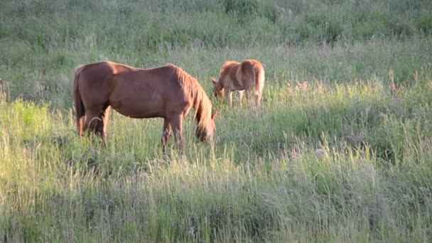 Horse and foal in the field — Stock Video