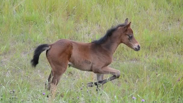 Colt grazing in the field — Stock Video