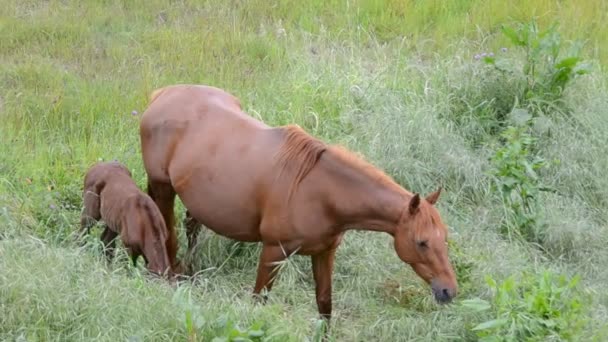 Mare and foal grazing in the field — Stock Video