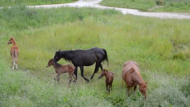 Caballos y potros pastando en el campo — Vídeo de stock