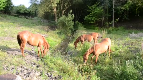 Hästar som betar ute på fältet — Stockvideo