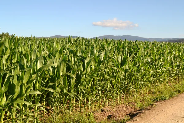 Campo de milho — Fotografia de Stock
