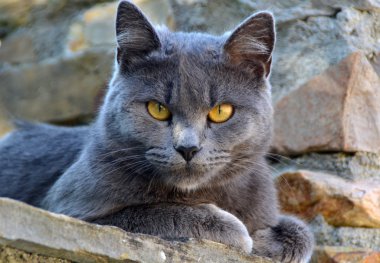 Şirin gri kedi