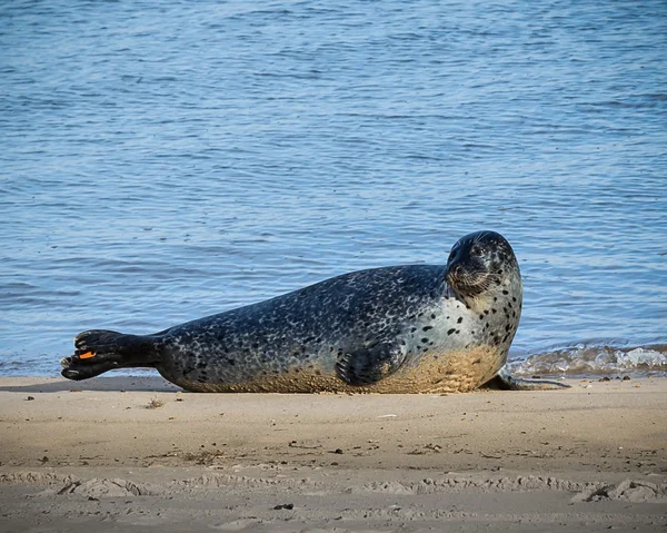 Phoque sur une plage au bord de la mer — Photo