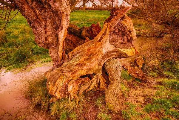 Vecchio albero vicino a un ruscello — Foto Stock