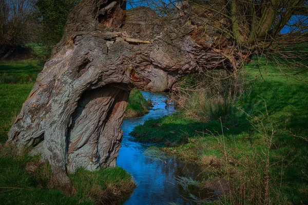 Old tree next to a stream — Stock Photo, Image