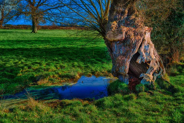 Vecchio albero vicino a un ruscello — Foto Stock