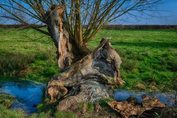 Oude boom naast een stream — Stockfoto