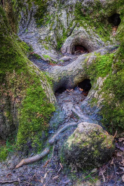 Vecchio albero storto radice con cavità — Foto Stock