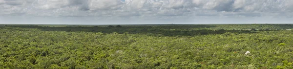 Jungle panoramique Images De Stock Libres De Droits