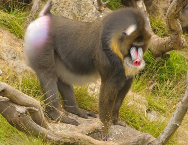 erkek Mandrill'di