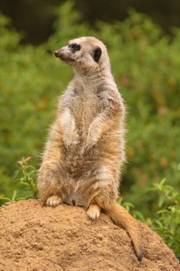Meerkat on the lookout for predators clipart