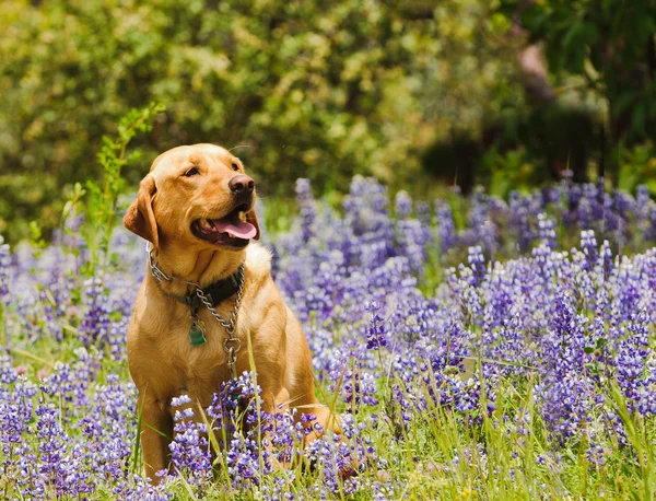 Labrador perro sentado en las flores silvestres — Foto de Stock