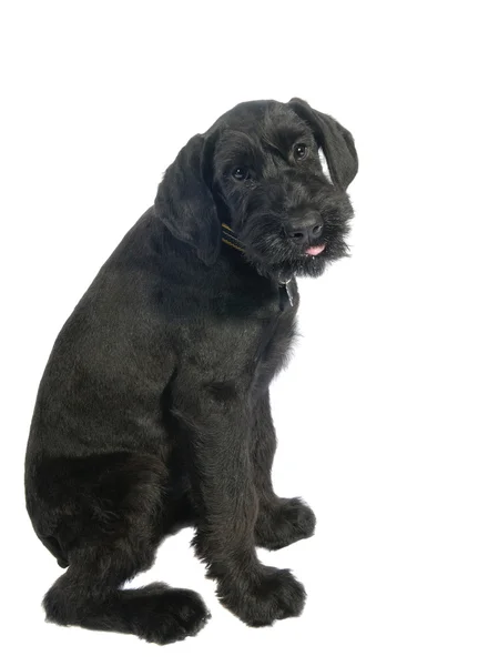 Closeup of very attentive schnauser puppy — Stock Photo, Image