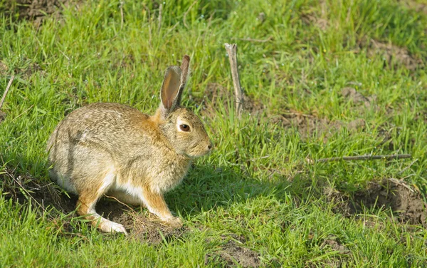 Bunny tavşan oturan ve bekleme — Stok fotoğraf