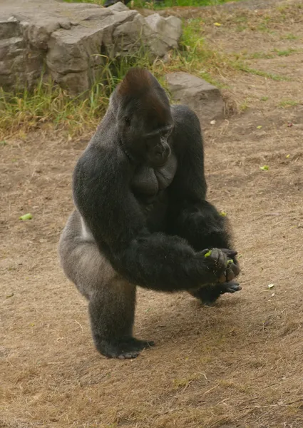 Gorila dorso plateado —  Fotos de Stock