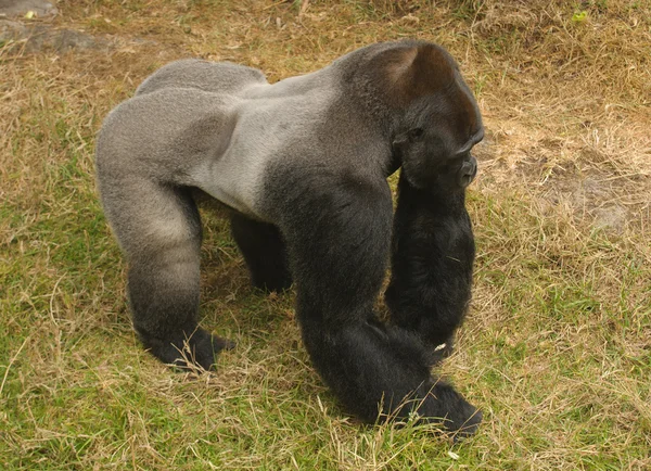 银背大猩猩 — 图库照片