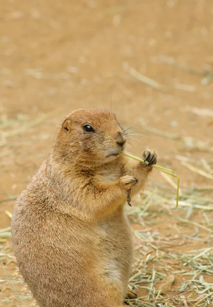 Americká psoun Prairie dog — Stock fotografie