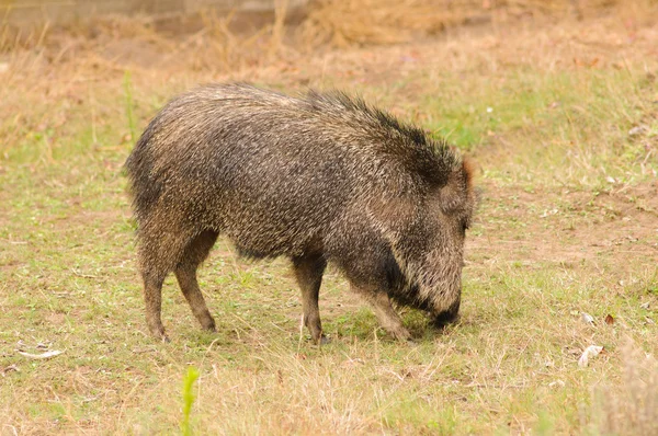 Κοντινό πλάνο του μια peccary/javelina — Φωτογραφία Αρχείου