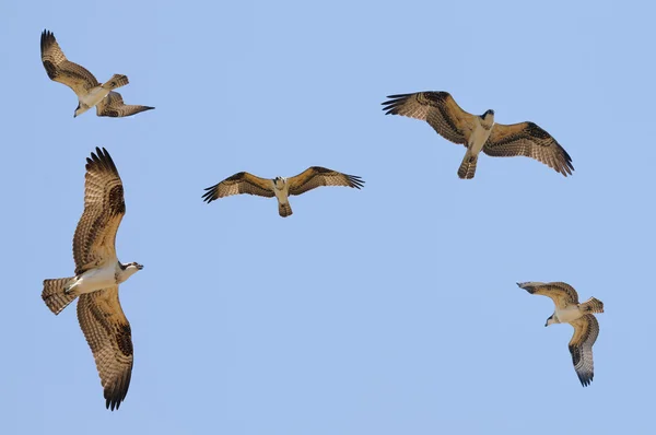 Ospreys em voo contra um céu azul — Fotografia de Stock