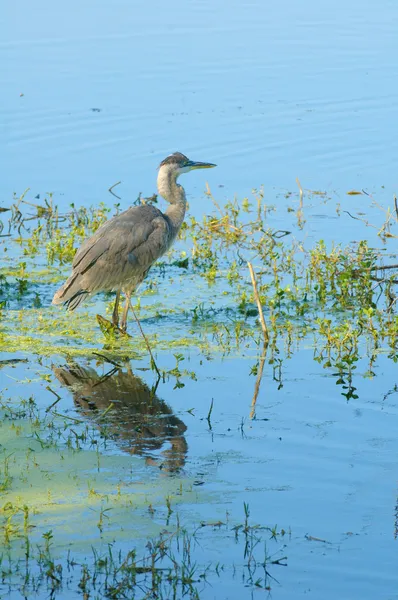 Gray Heron reflected in lake — Stock Photo, Image