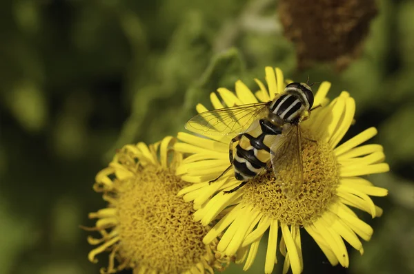 Közelkép a méh beporzó virág — Stock Fotó