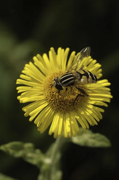 Arı pollinating çiçek — Stok fotoğraf