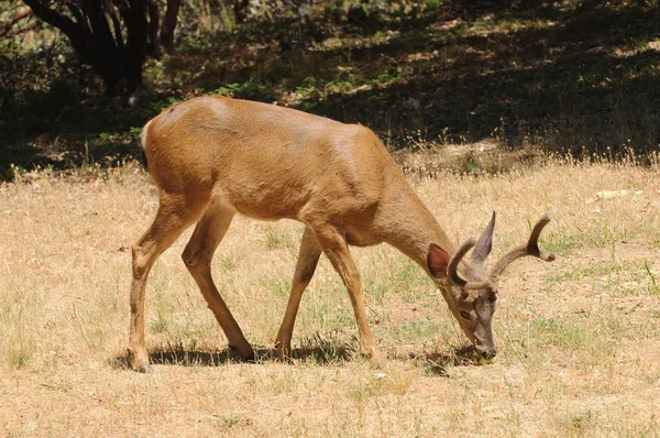 Close-up of a Californian Black-tailed buck eating — Stock Photo, Image