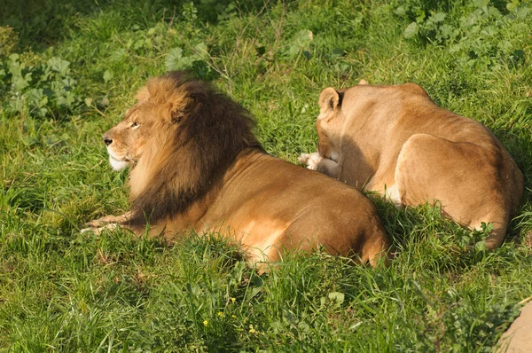 Lions resting after a meal — Stock Photo, Image