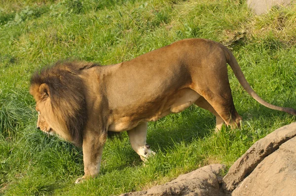 Leão passeando no mato — Fotografia de Stock