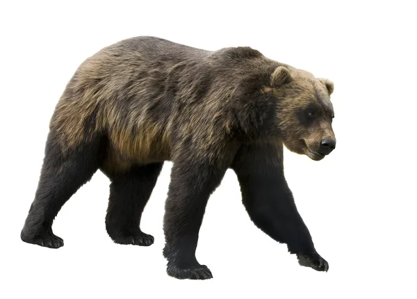 Niedźwiedź Grizzly — Zdjęcie stockowe