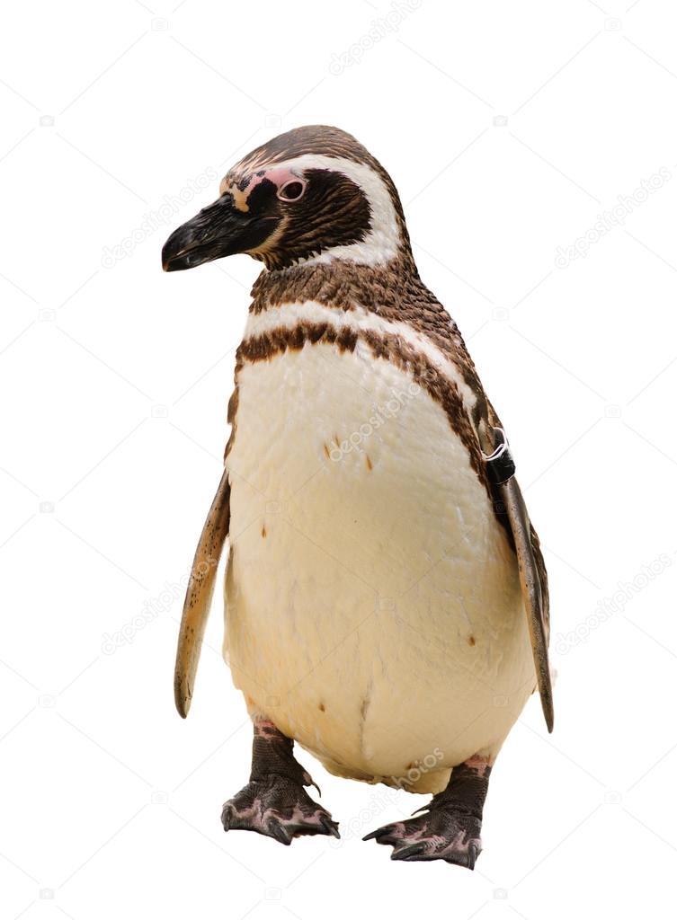 A Humboldt or Magellanic species of penguin