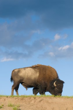 ikonik Kuzey Amerikan buffalo