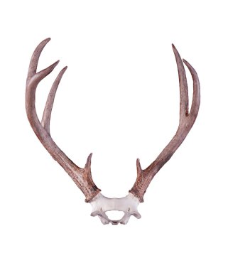 Siyah - kuyruklu geyik boynuzları