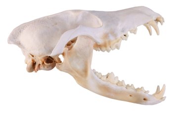 Siyah bir zemin üzerine bir çakal (canis Latrans) kafatası