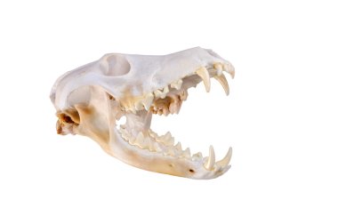 Siyah bir zemin üzerine bir çakal (canis Latrans) kafatası