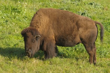 Kuzey Amerika bizonu
