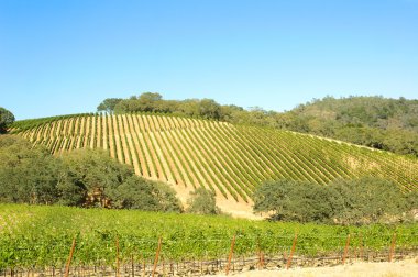 mt. howell üzüm bağları