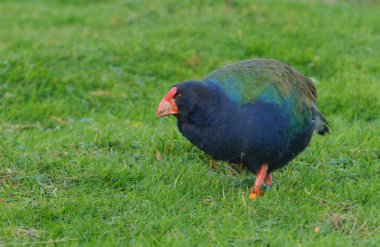 Takahe kuş