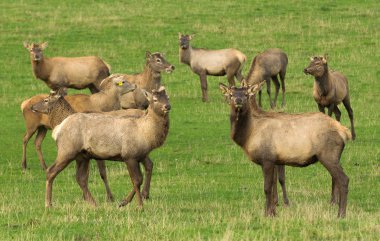 Yeni Zelanda'da bir çiftlikte erkek Kızıl geyik