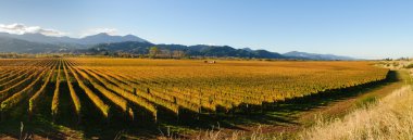 Panoramic view of the vineyards in the Marlborough district clipart