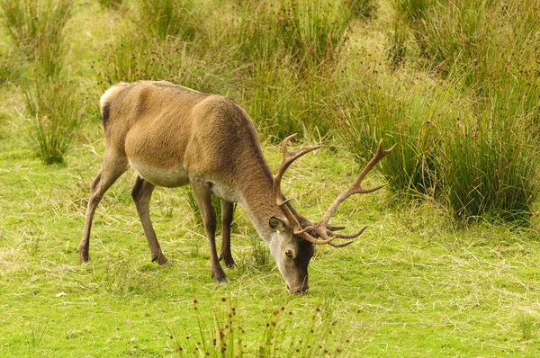 Cerf rouge — Photo