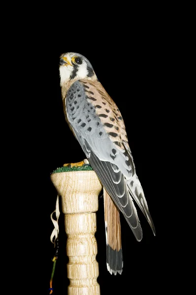 Peregrine Falcon — Stock Photo, Image