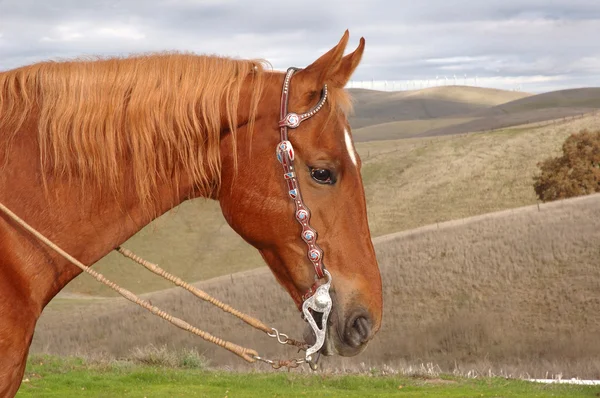 Um belo garanhão de Saddlebred — Fotografia de Stock